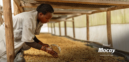 ¿Qué es el café caracolillo de Ruanda?