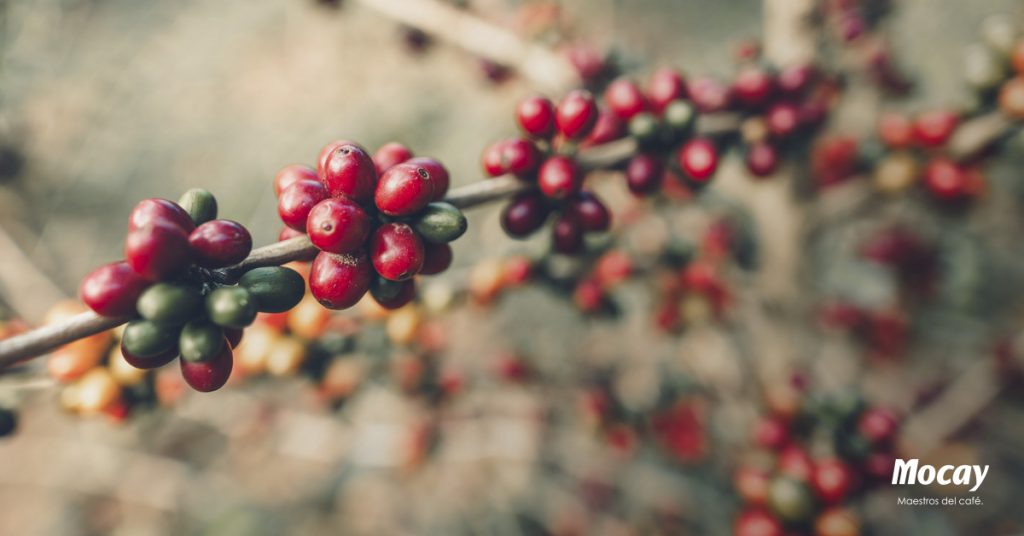 ¿Qué afecta al cultivo de café?